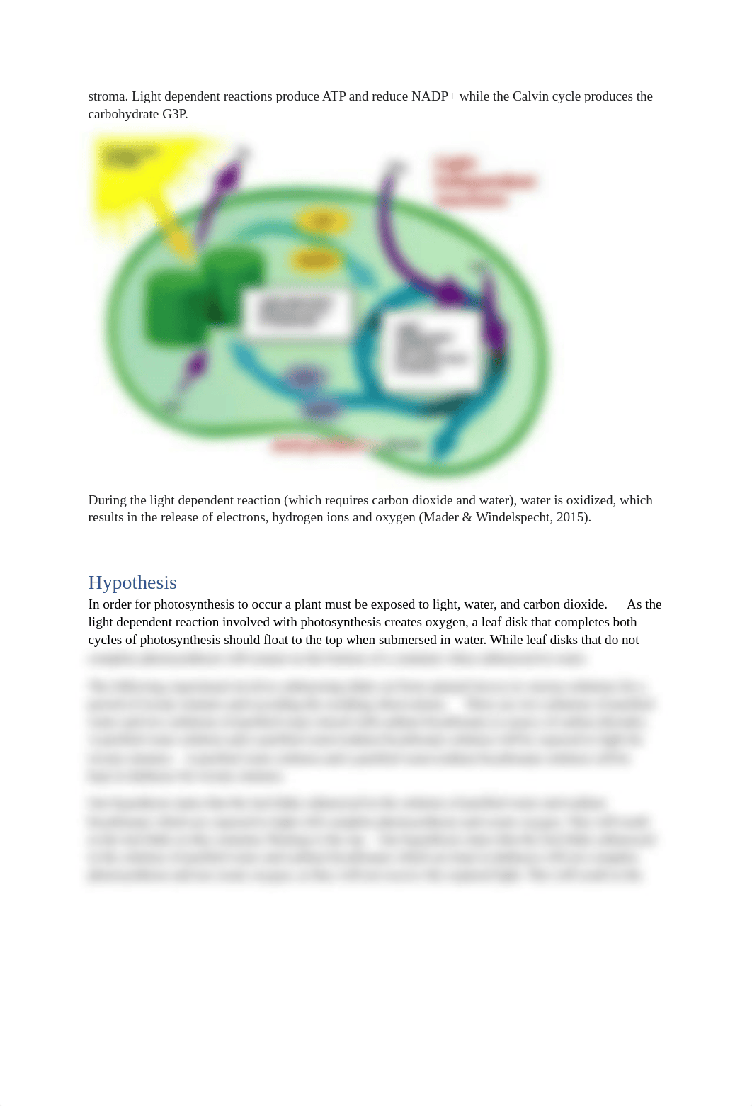 Floating Leaf Disk lab .pdf_dzdodelya4a_page2