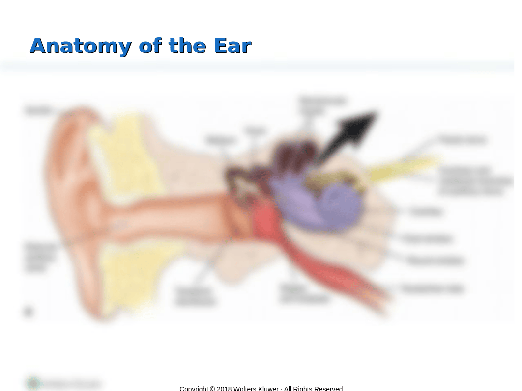 Assessment and Management of Patients With Hearing and Balance Disorders(1)-2.pptx_dzdryxp70at_page4