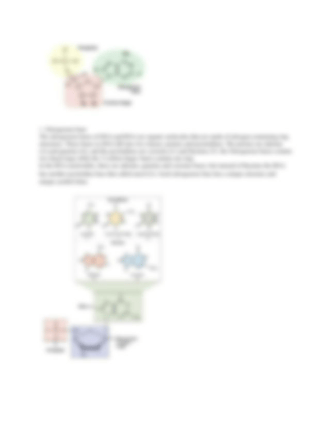 DNA and RNA Structure Guided Notes.docx_dze9ww26q7l_page3