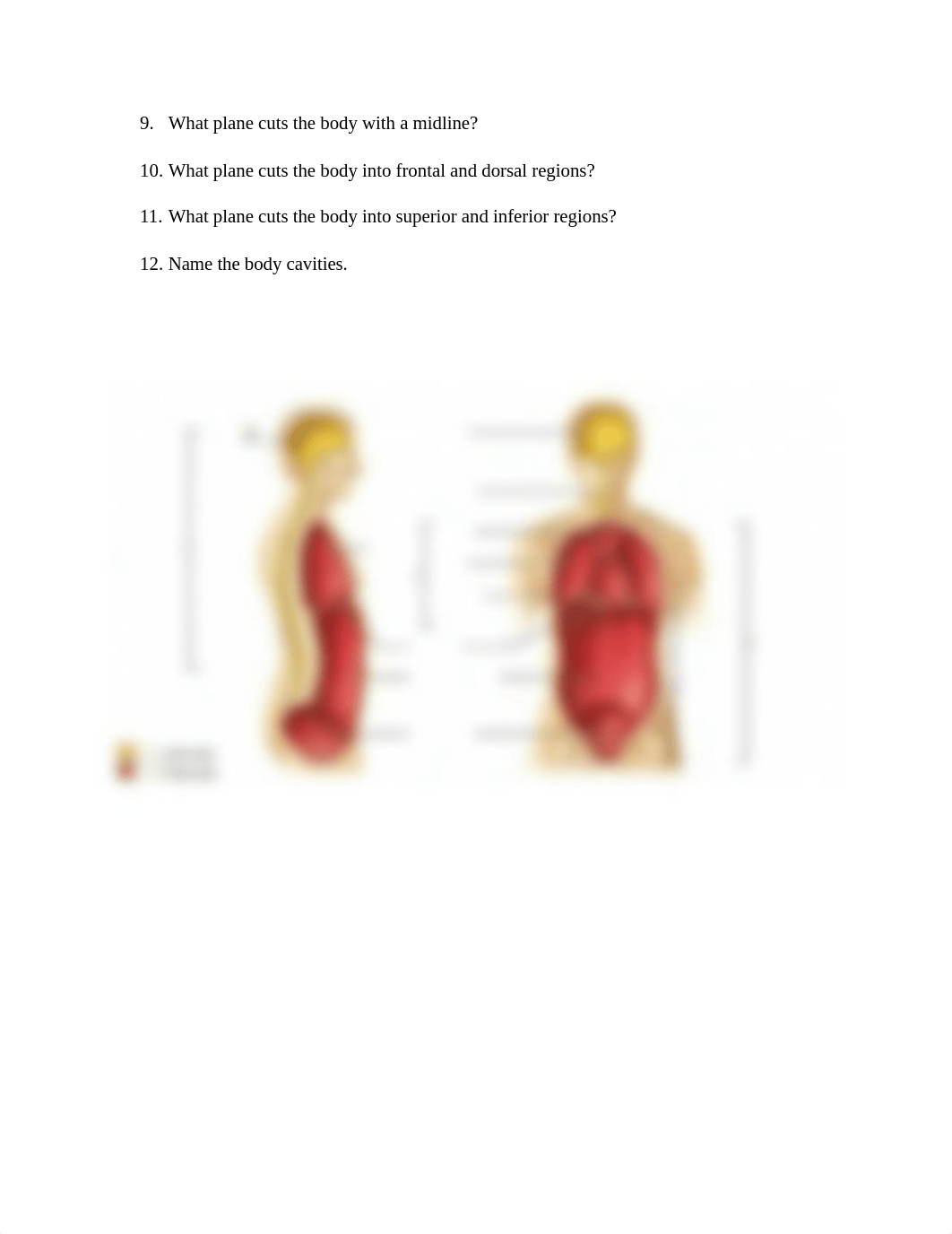 a&p lab exam 1 study guide  (1).docx_dzf2tca77el_page2