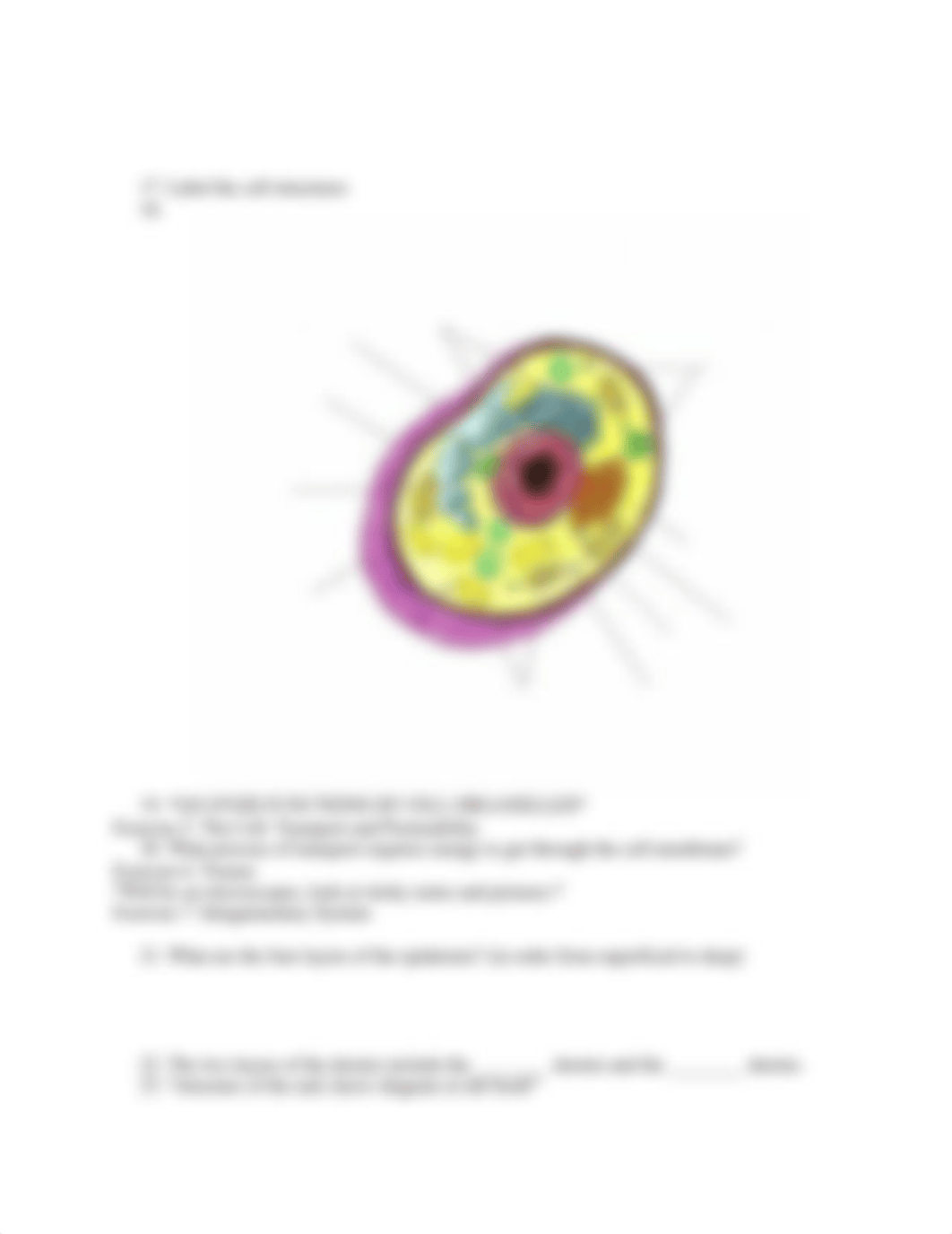 a&p lab exam 1 study guide  (1).docx_dzf2tca77el_page4