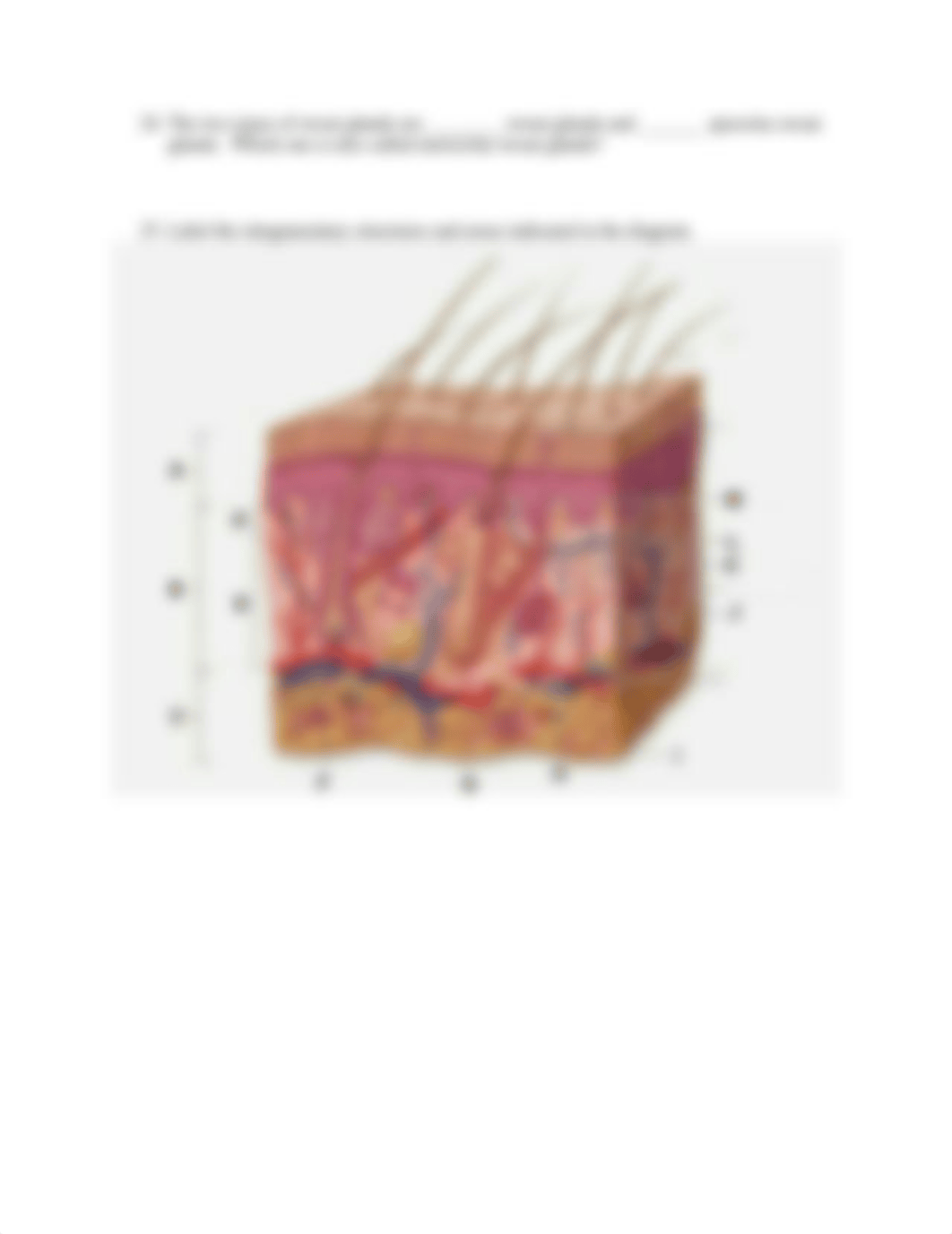 a&p lab exam 1 study guide  (1).docx_dzf2tca77el_page5