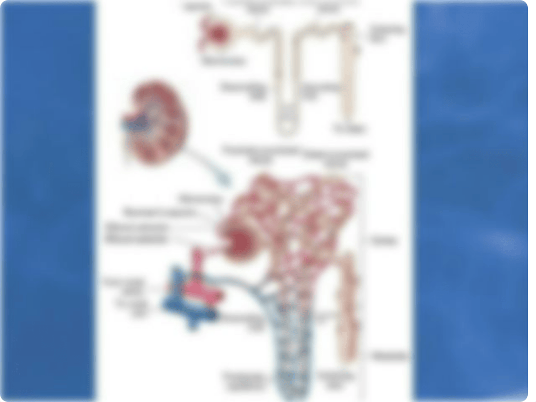 URINARY LECTURE 0108.ppt_dzfcao5z1ow_page4