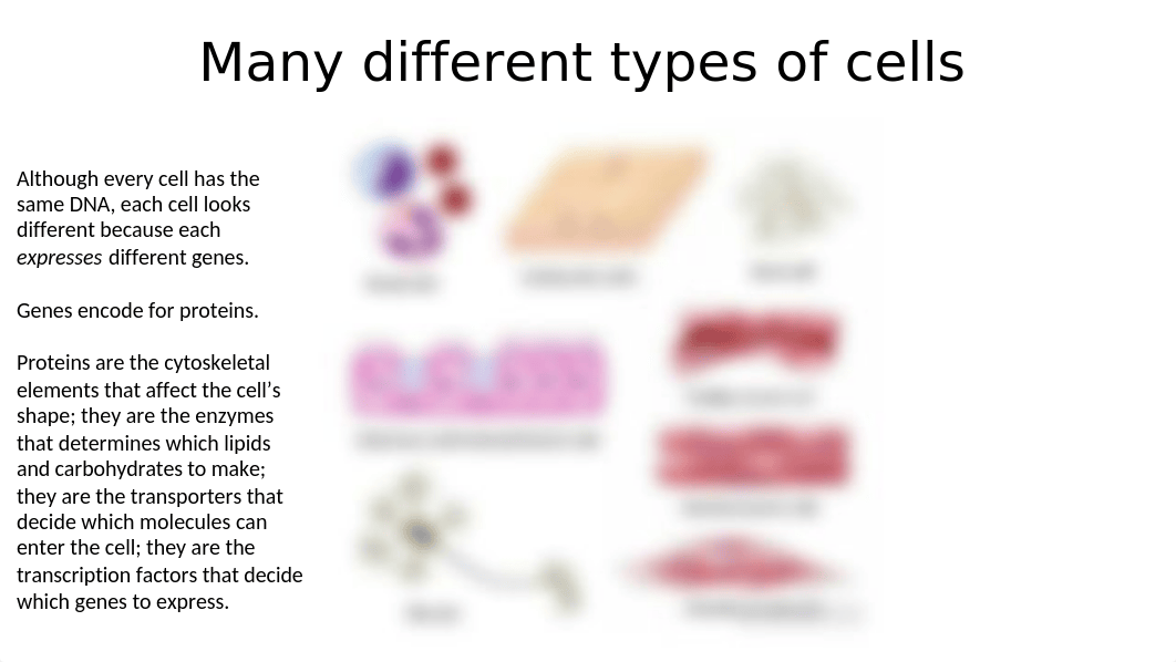 4 Types of Tissue.pptx_dzff6b761ai_page2