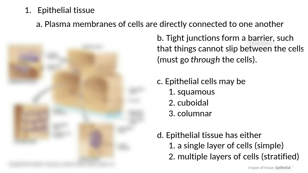 4 Types of Tissue.pptx_dzff6b761ai_page5