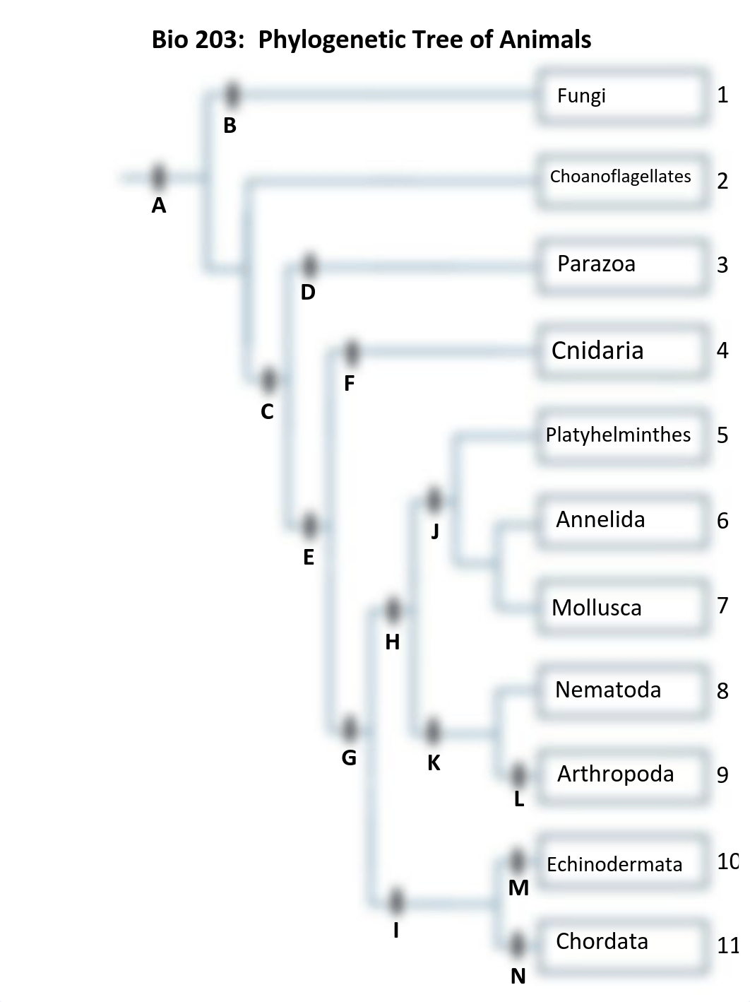 Bio 203AnimalPhylogeneticTree_Spring 2016.pdf_dzflqj0lhb0_page1