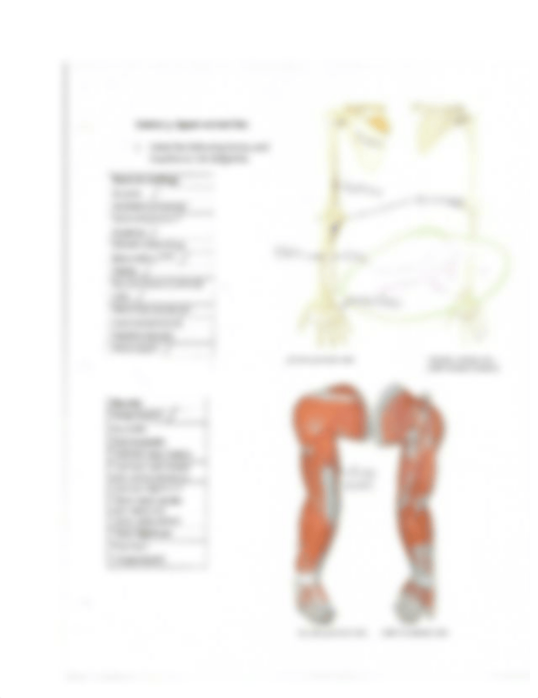 Muscle Lab (Upper Extremities)_dzgf07ckhwr_page1