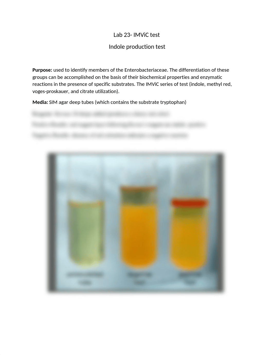 Lab 23-indole.docx_dzhm4ybx9kj_page1