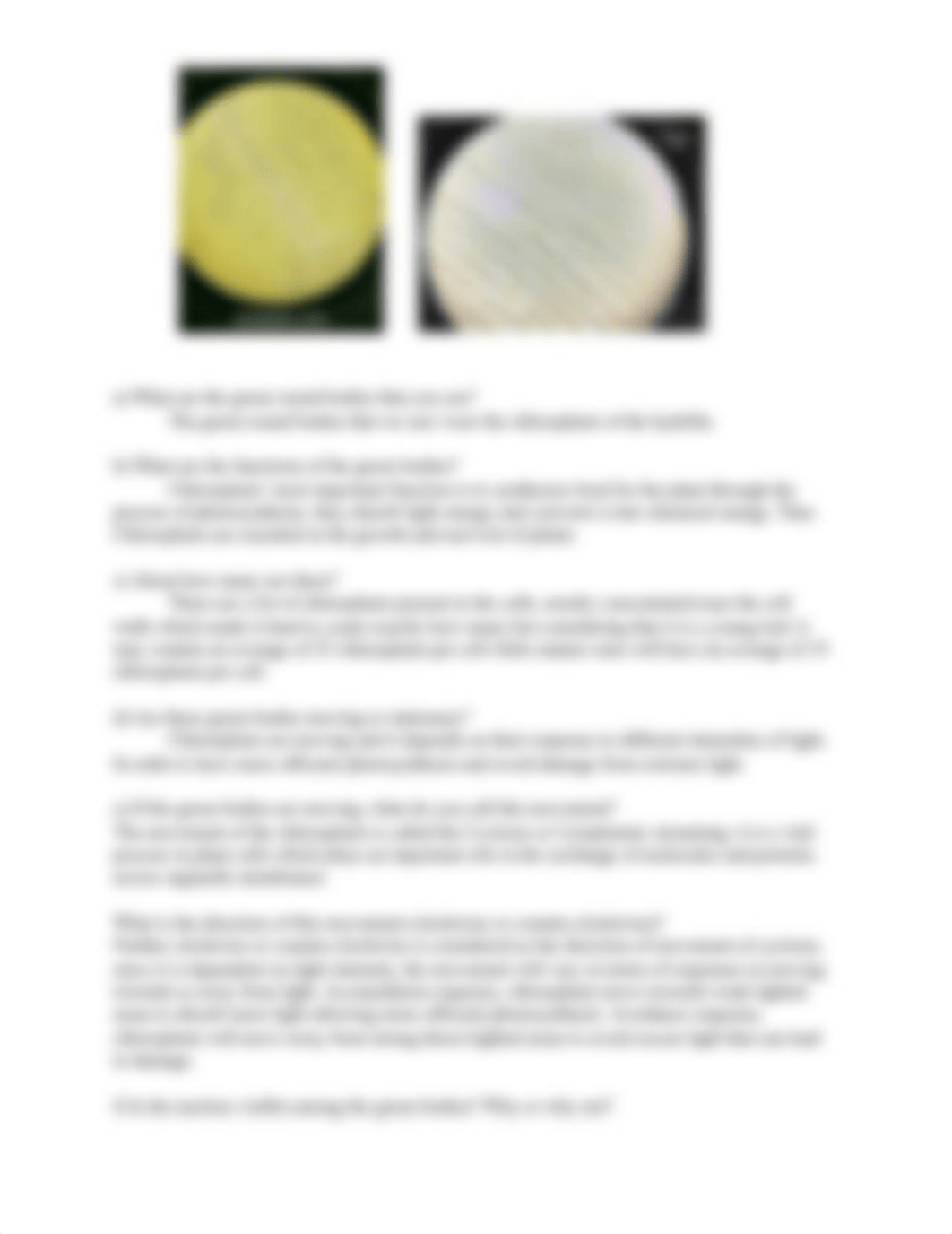 Botany Experiment 2.docx_dzhutdr1eik_page3