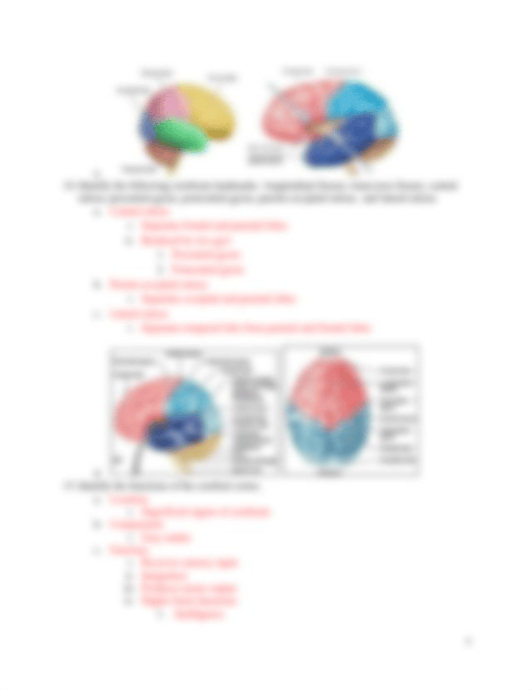 Master Study Guide Chapter 13Human Anatomy (1).docx_dzhymeq7h11_page4