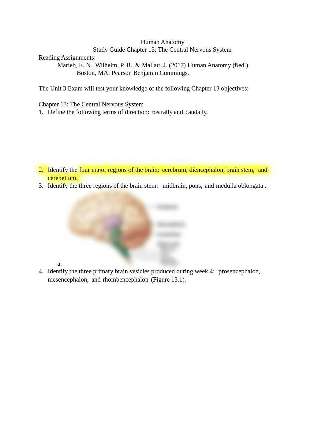 Master Study Guide Chapter 13Human Anatomy (1).docx_dzhymeq7h11_page1