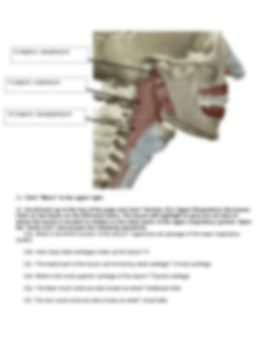 BIO 211 Lab 5 Online Lab Activity YTC Complete1.docx_dzhyqd9tel4_page5