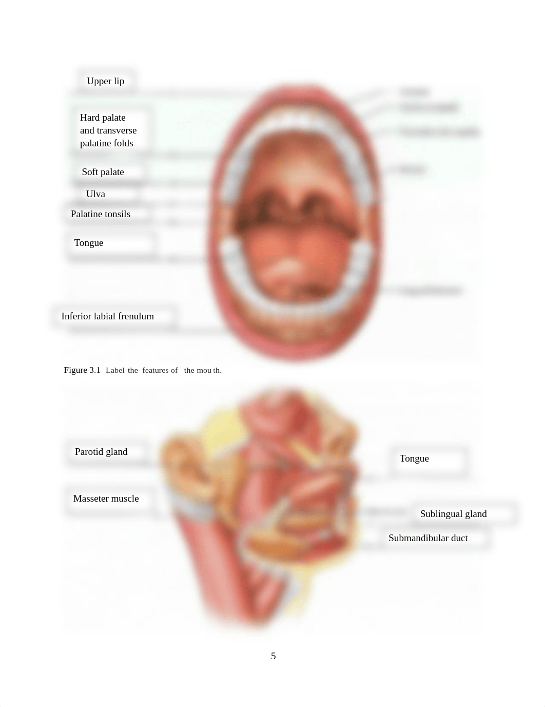 Digestive System.pdf_dzi8v3mz8nf_page5