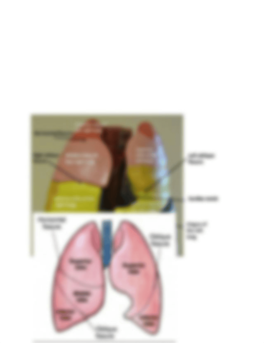 A&P II Practical 2 Review.docx_dzigi2g9i6g_page5