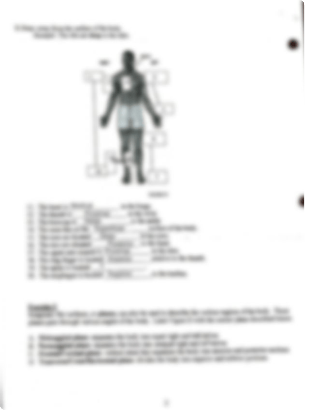 Anatomical Terminology Worksheet .pdf_dzigz55qiu4_page2