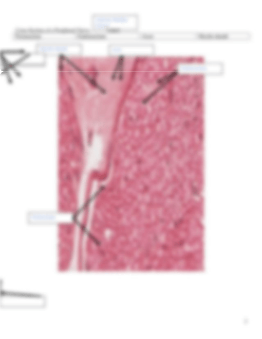 Unit 5 - Lab 7 Online_Nervous System Anatomy Lab.doc_dzj01t7s58w_page2