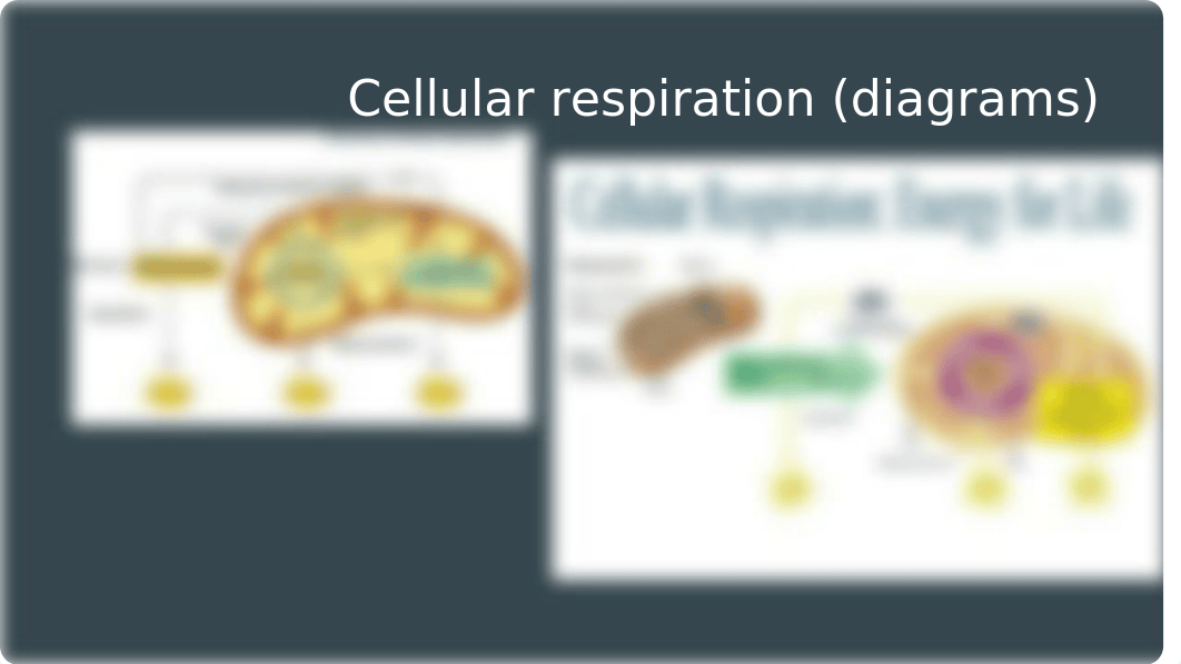 Cellular Respiration_dzj5akiumkd_page3