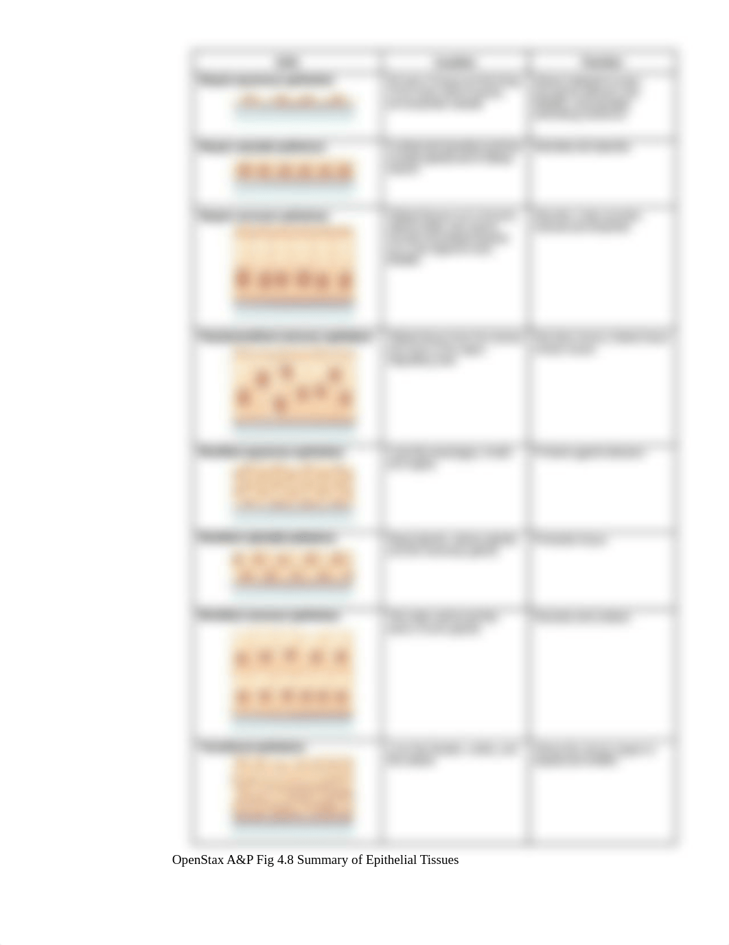 Lab 4 Introduction to tissues and microscopy.pdf_dzjllws8uxy_page4