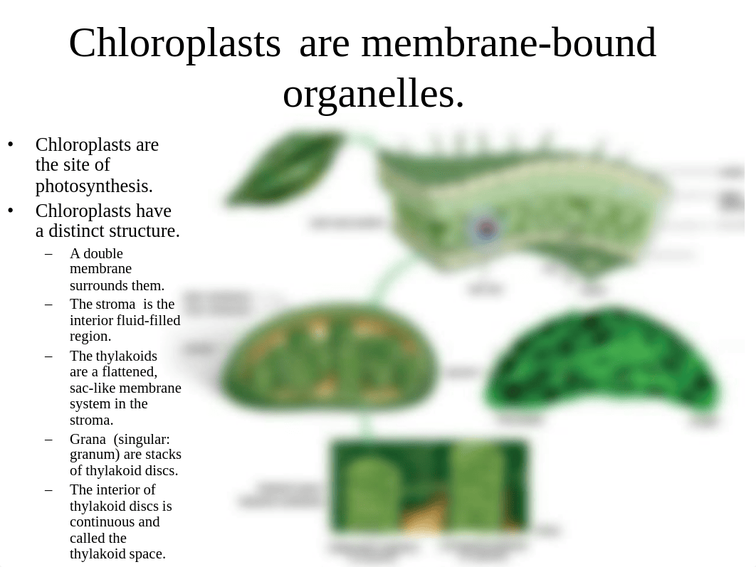 Photosynthesis.pdf_dzl7iombbje_page4