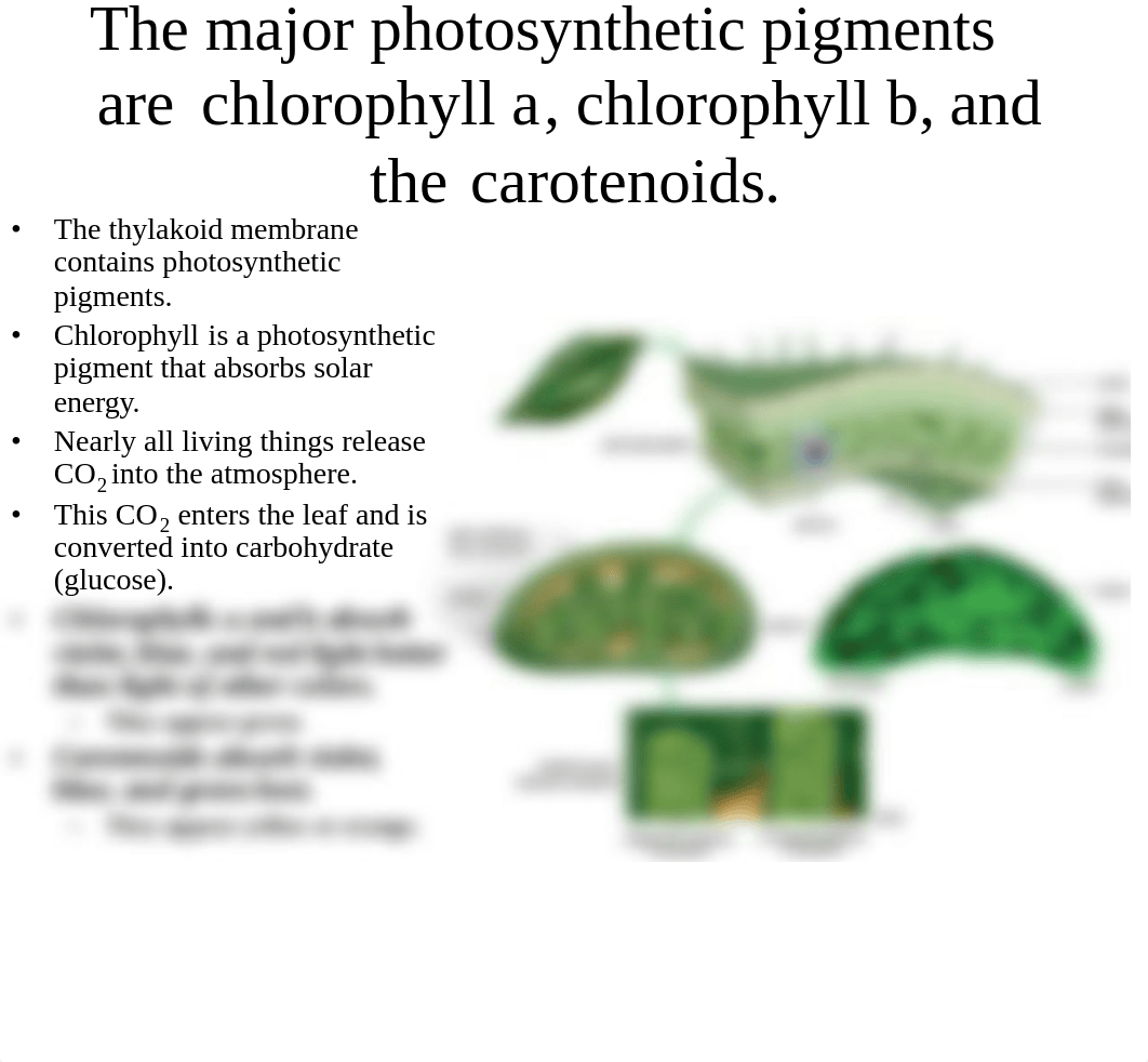 Photosynthesis.pdf_dzl7iombbje_page5