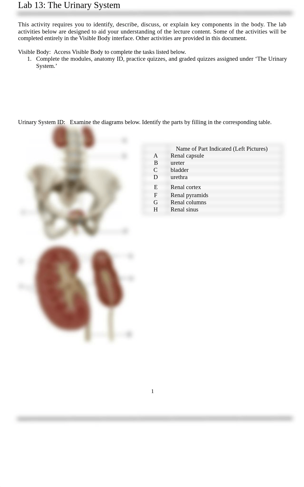 Lab 13 Urinary Systemrangel.melissa.docx_dzllm3a74rb_page1