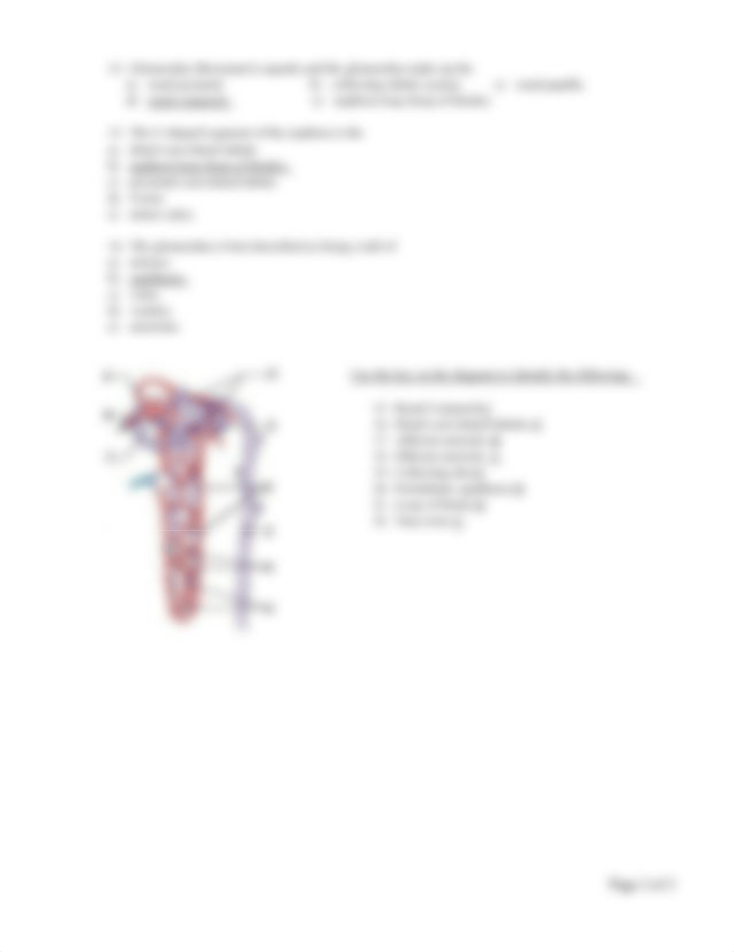 Key-Lab_Quiz 8-RenalAnatomy-Sp18 2.49.36 PM.pdf_dzly3awsxzy_page2