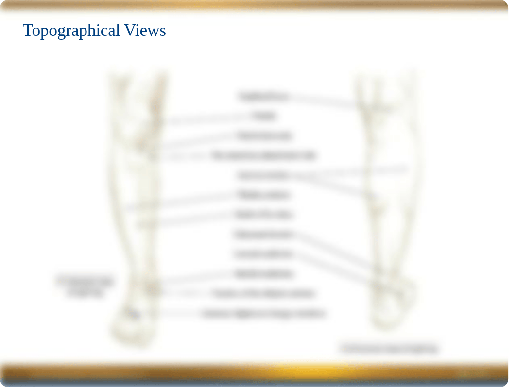 Chapter 7 Power Point -- Leg & Foot.ppt_dzm6gcmmi0s_page2