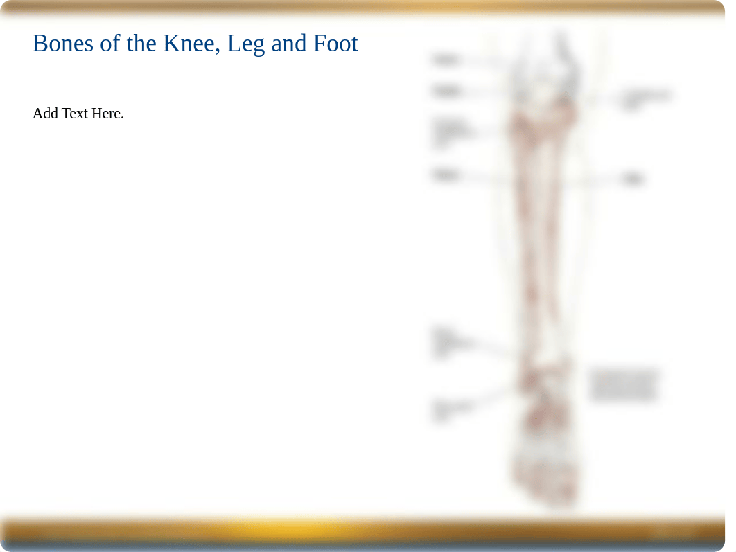 Chapter 7 Power Point -- Leg & Foot.ppt_dzm6gcmmi0s_page5