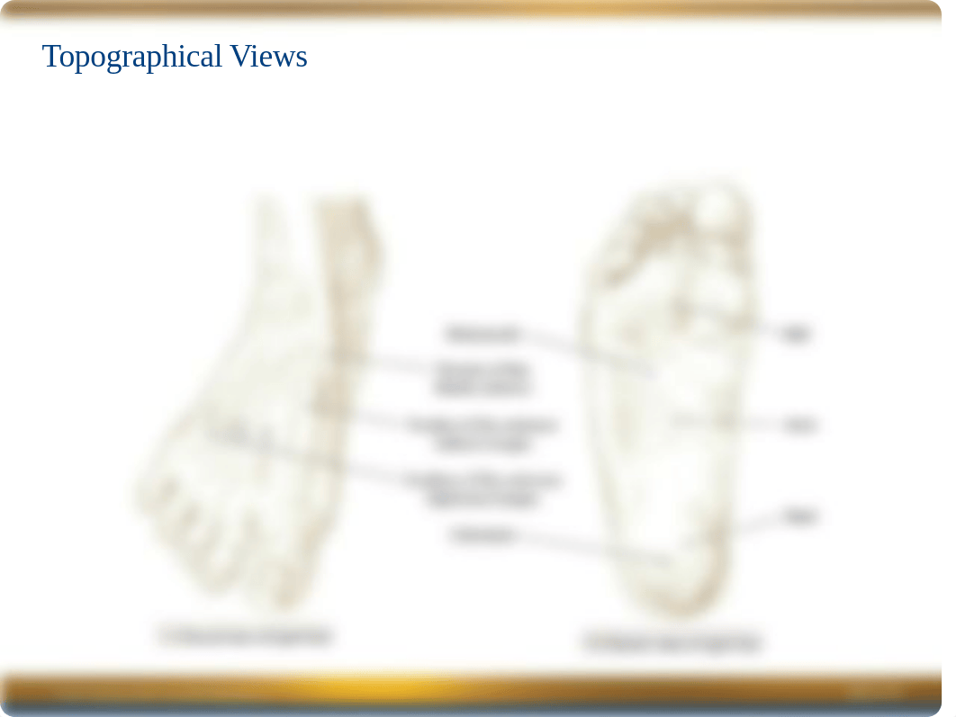 Chapter 7 Power Point -- Leg & Foot.ppt_dzm6gcmmi0s_page3