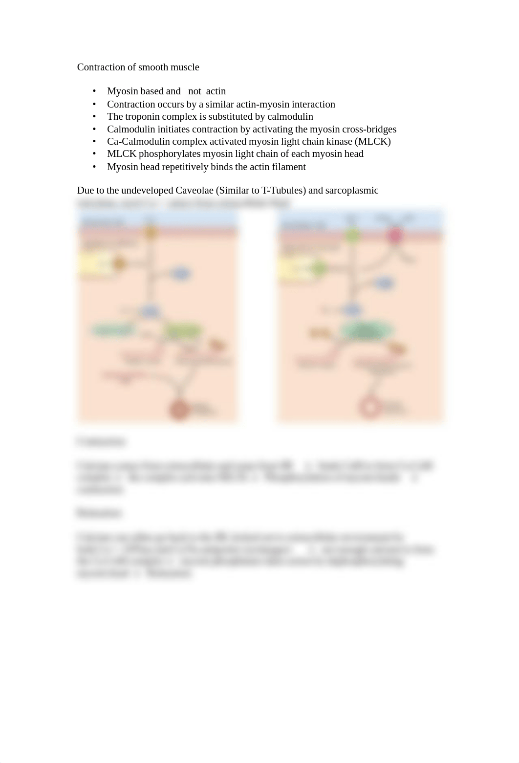 8,9,17 Smooth and Cardiac Muscle.pdf_dzm89acf0cc_page2