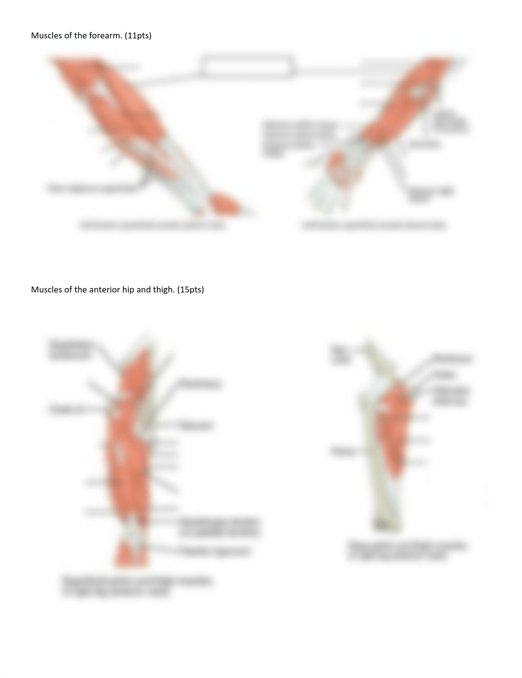 BIO 201 Unit 11 Muscular System - individual.pdf_dzm9k4pl4hd_page5