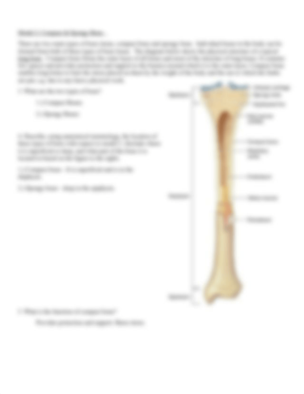 Skeletal System Work Sheet.docx_dzmbf32s26q_page2