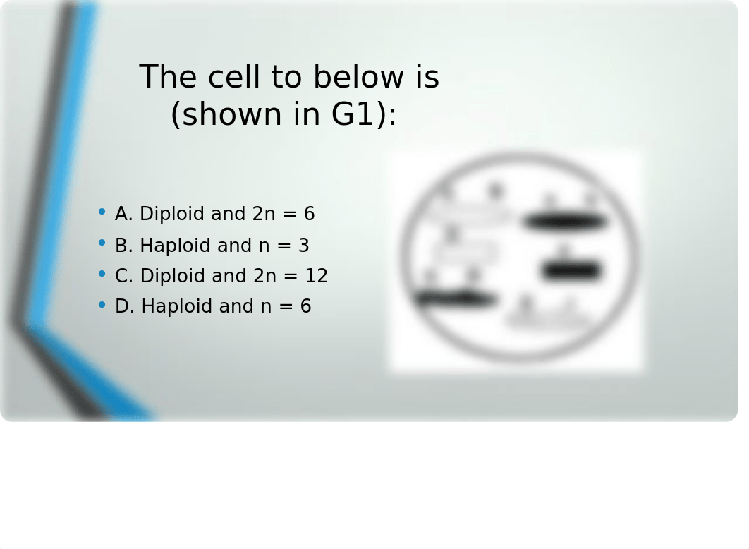 Mitosis and Meiosis Review Questions.pptx_dzmdxg1fz12_page4