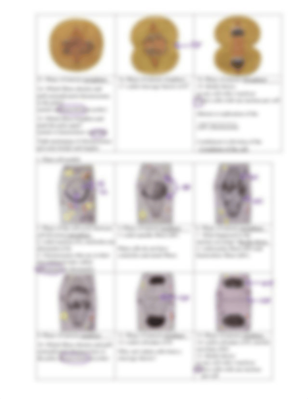 Mitosis Virtual Lab Worksheet (Counts Towards Pre-Lab Grade).pdf_dzn2297pznv_page2