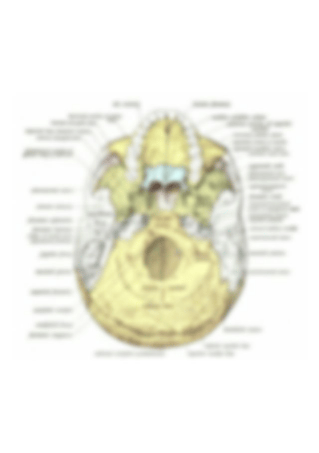 Anatomy of the Skull (Inferior View).png_dznn8rihxm4_page1