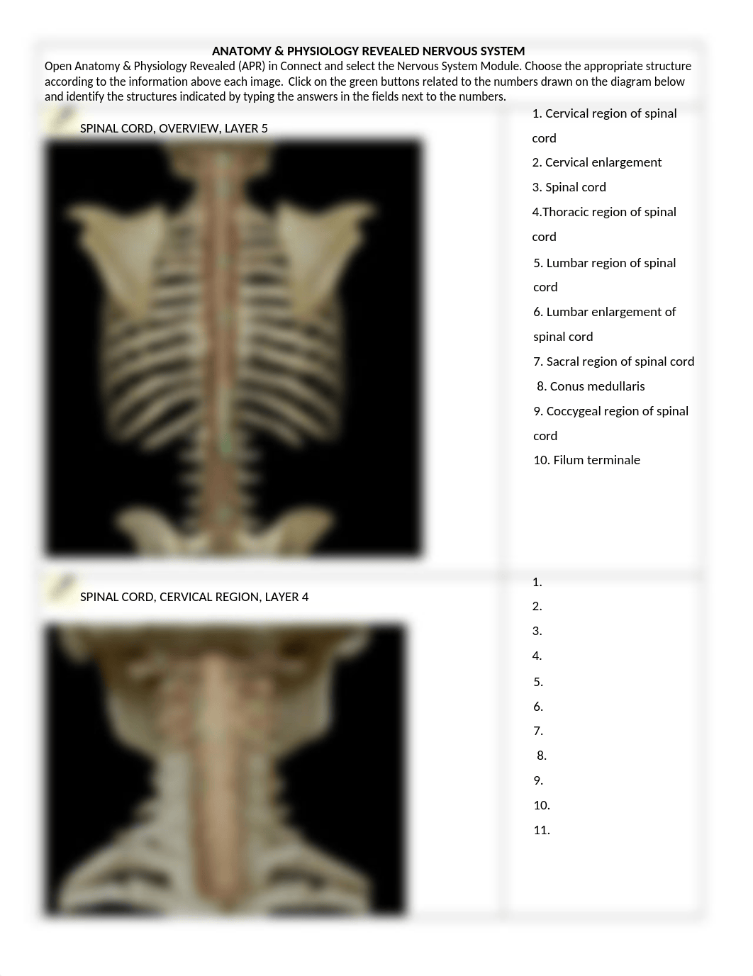 APR-NERVOUS SYSTEM-SPINAL CORD-NERVE ANATOMY-1.docx_dznsf0i0rl4_page1