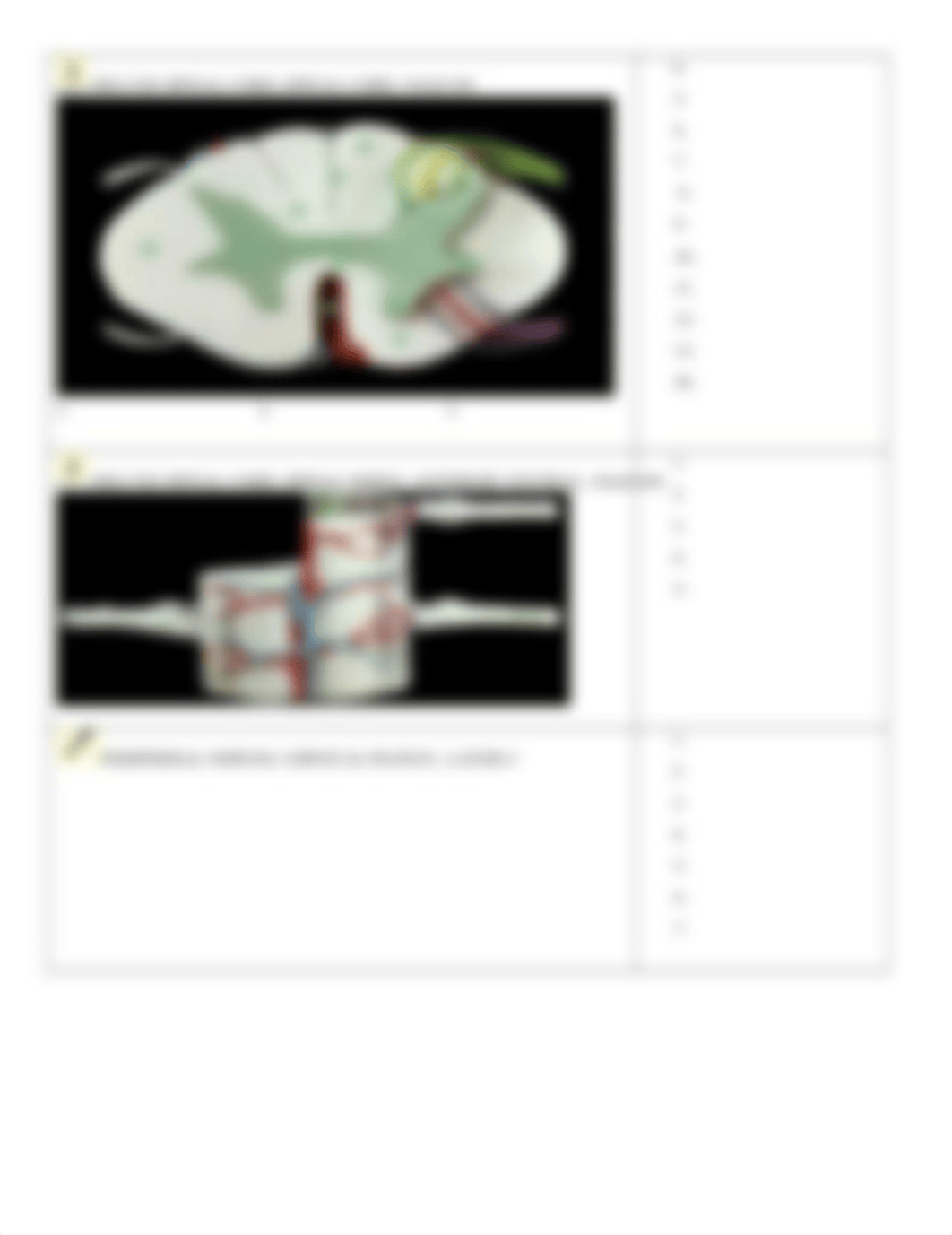 APR-NERVOUS SYSTEM-SPINAL CORD-NERVE ANATOMY-1.docx_dznsf0i0rl4_page3