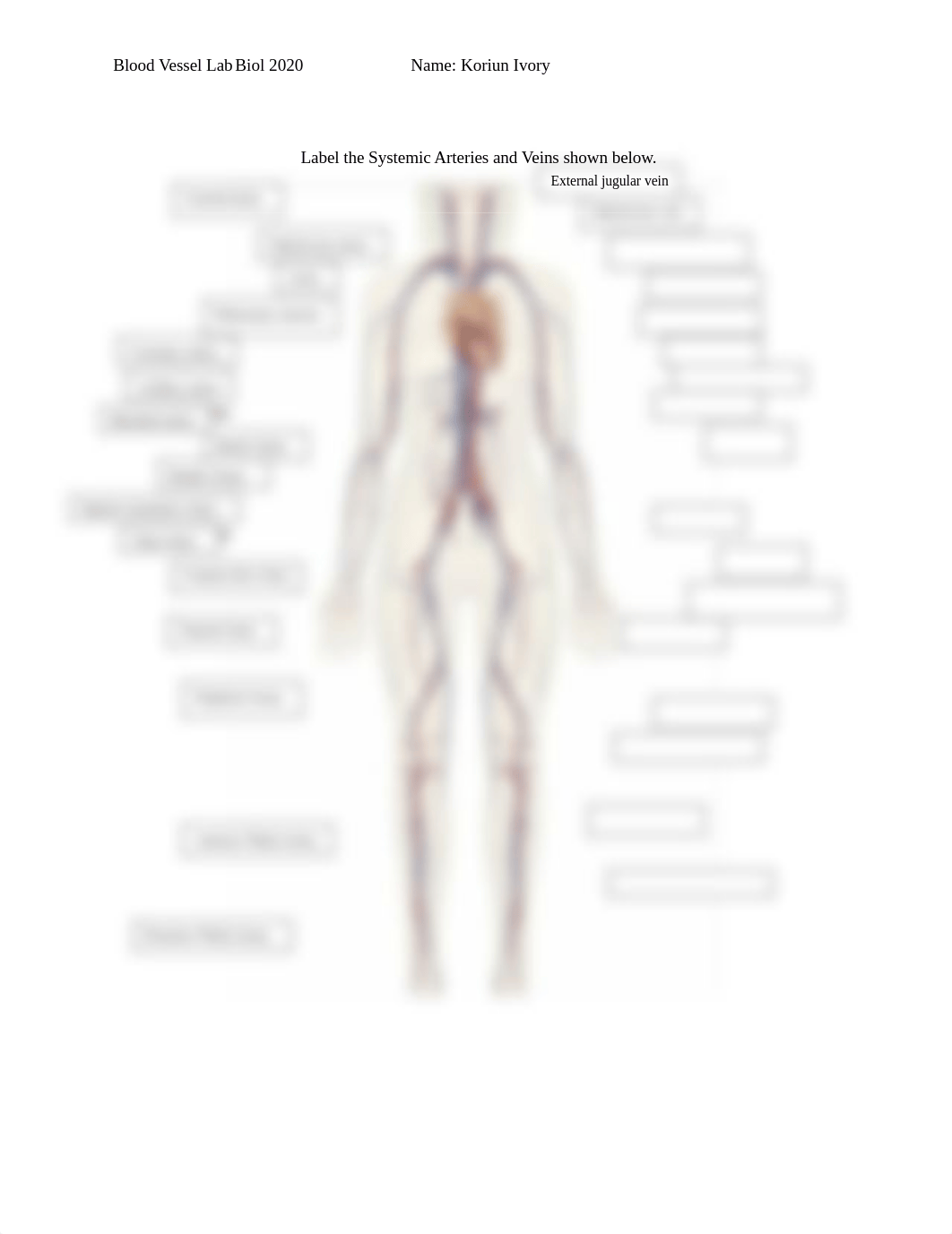 Blood Vessel Labeling Exercise.docx_dznwebhafex_page1