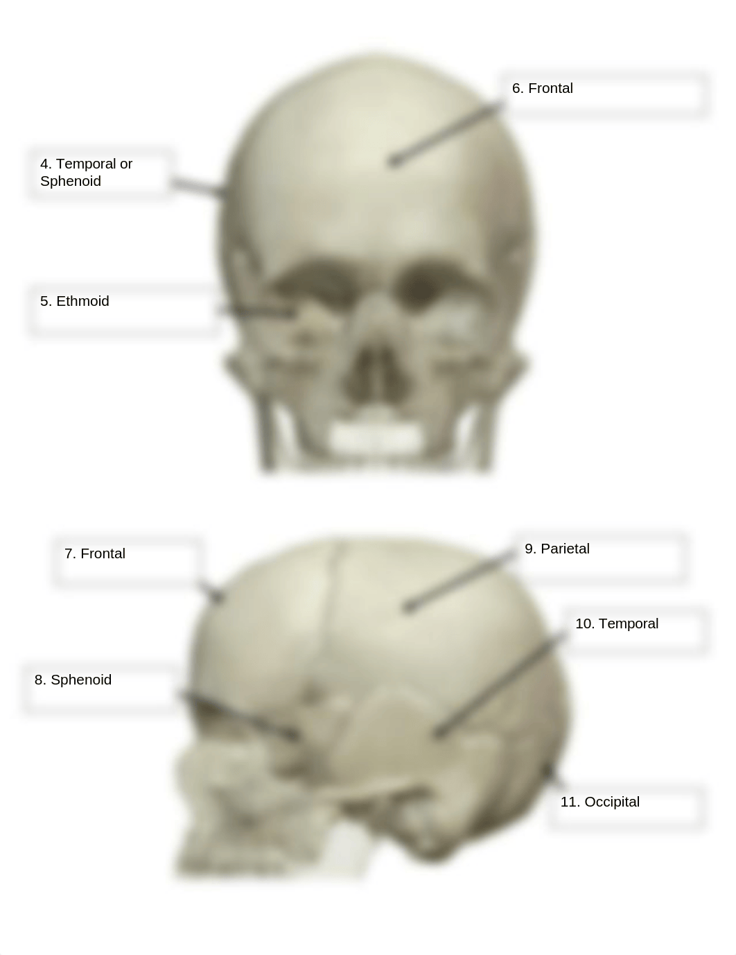 BIO 210 Lab 5 The Skull SP2021.docx_dznwmrlwwma_page3