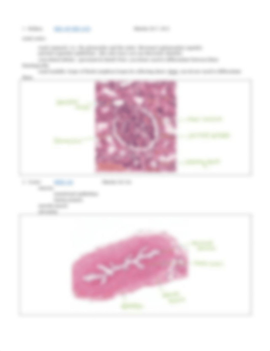 Lab HW 15 Urinary System.pdf_dzny9cpwfcq_page2