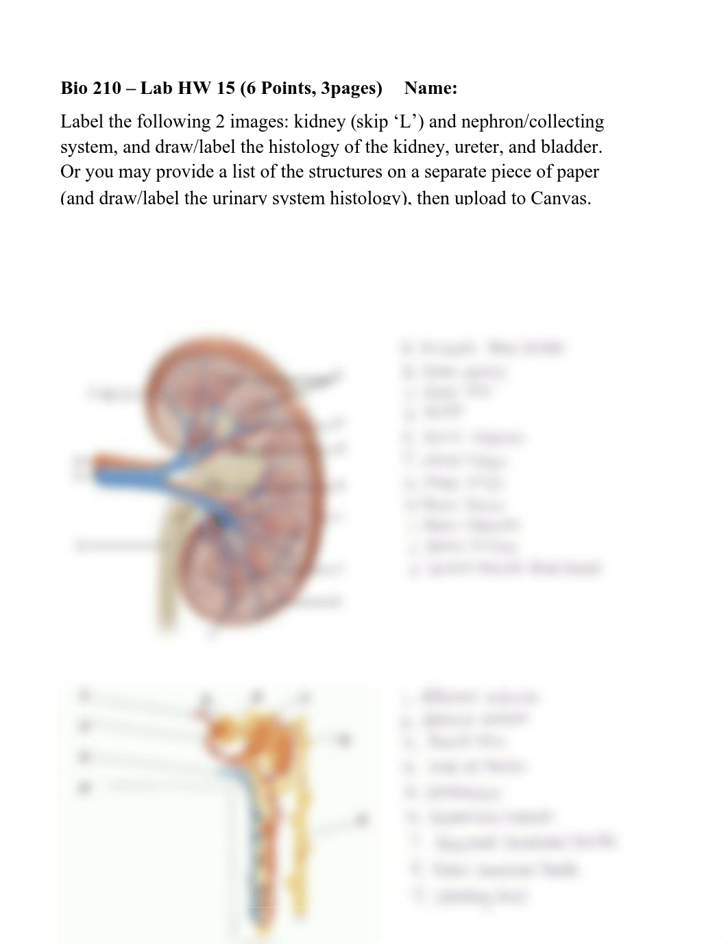 Lab HW 15 Urinary System.pdf_dzny9cpwfcq_page1