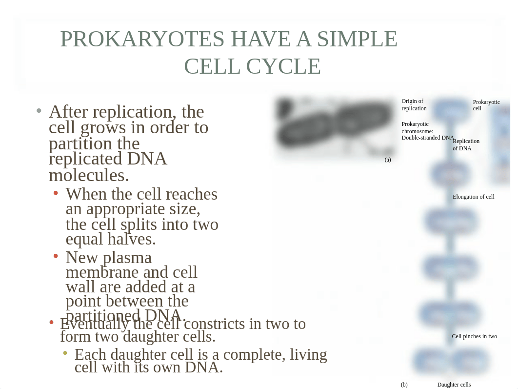 tlw_8_mitosis_dzo1c0r5fca_page5