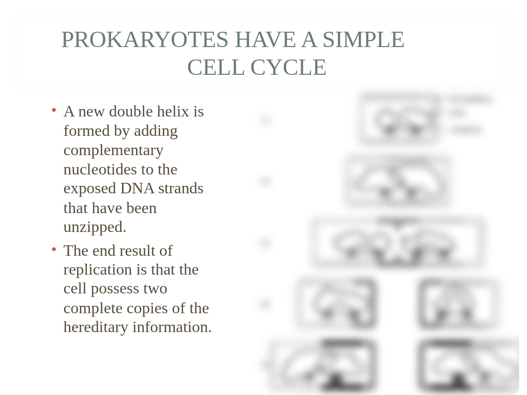 tlw_8_mitosis_dzo1c0r5fca_page4