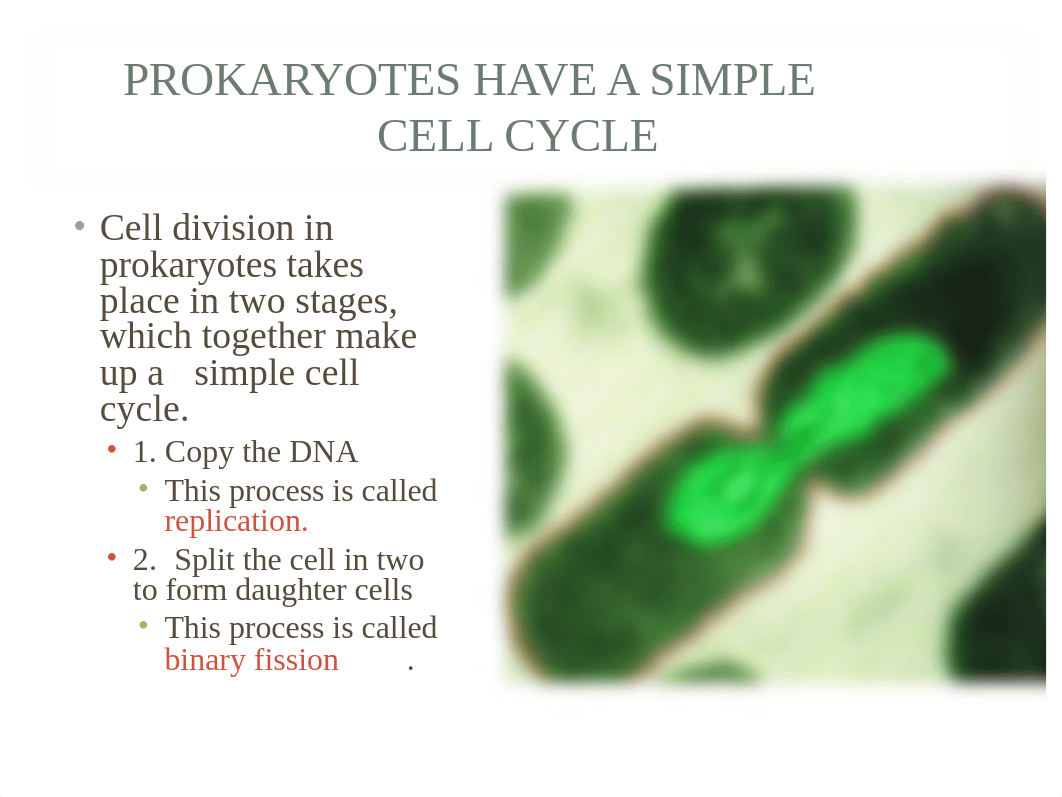 tlw_8_mitosis_dzo1c0r5fca_page2