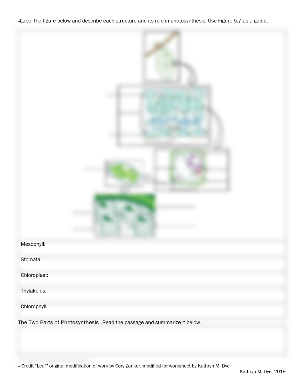 OpenStax Concepts of Biology Chapter 5 Reading Guide and Activity.pdf_dzp6te7z943_page4