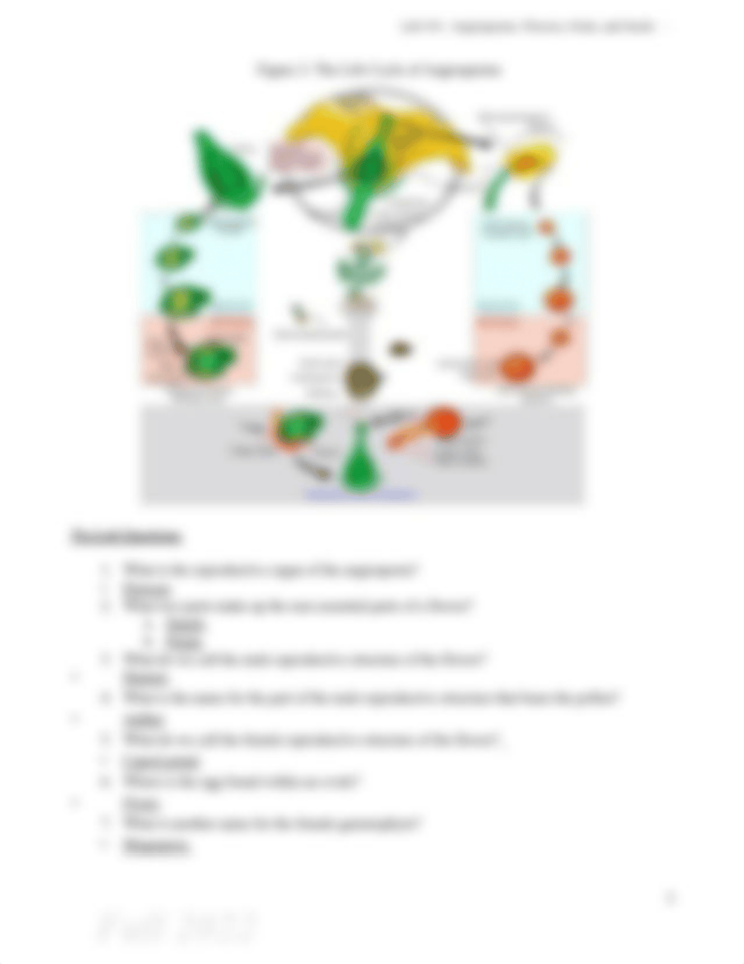 Lab #10 Angiosperms Flowers, Fruits, and Seeds.pdf_dzqj6tbutda_page3