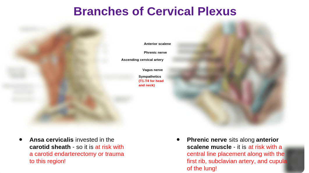 Anatomy 6.pptx_dzr2rud9wtl_page3