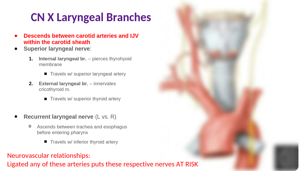 Anatomy 6.pptx_dzr2rud9wtl_page5