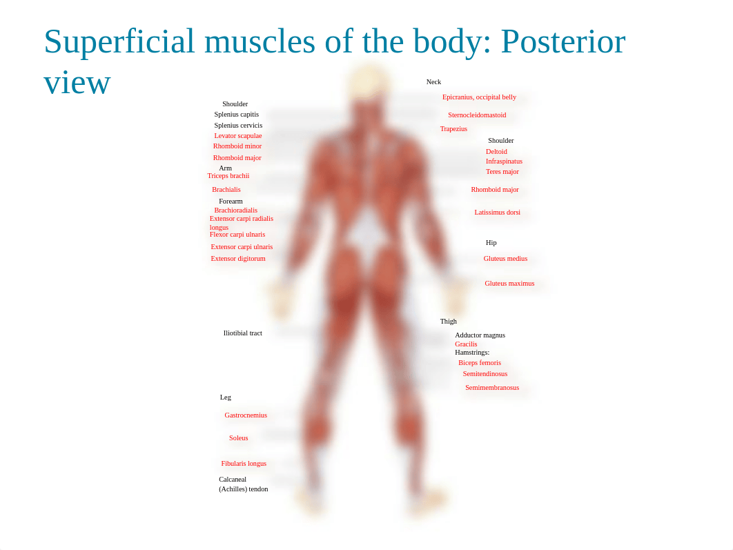 2. mUSCLES LAB POWERPOINT(1).pptx_dzrfjyq351s_page2