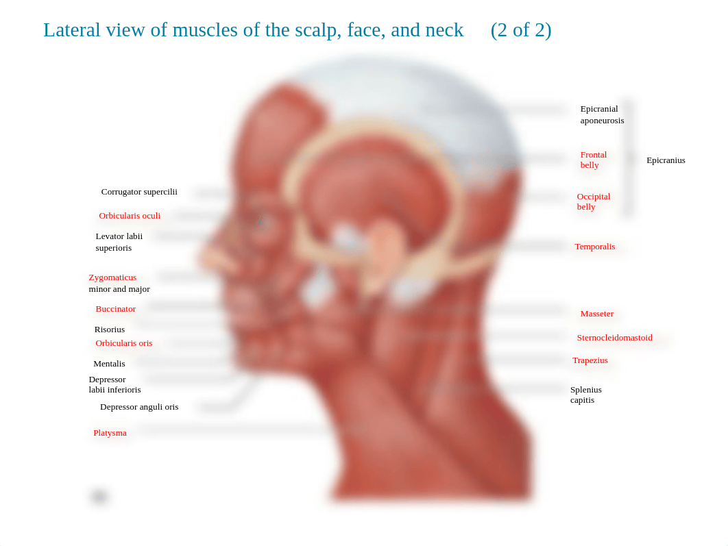 2. mUSCLES LAB POWERPOINT(1).pptx_dzrfjyq351s_page3